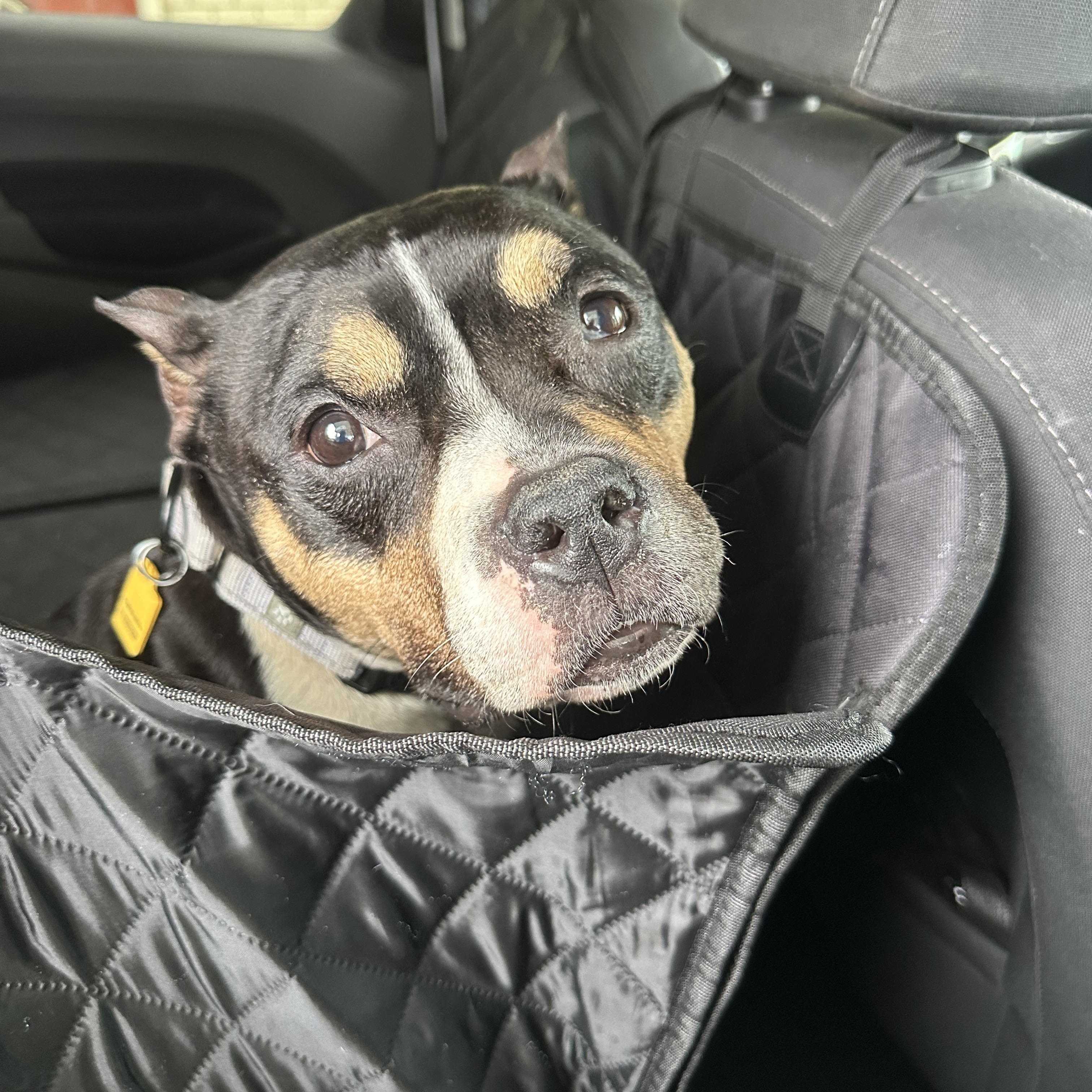 Enlarge Buttons, a Adoptable American Bully in Lyndhurst, OH image 2/5
