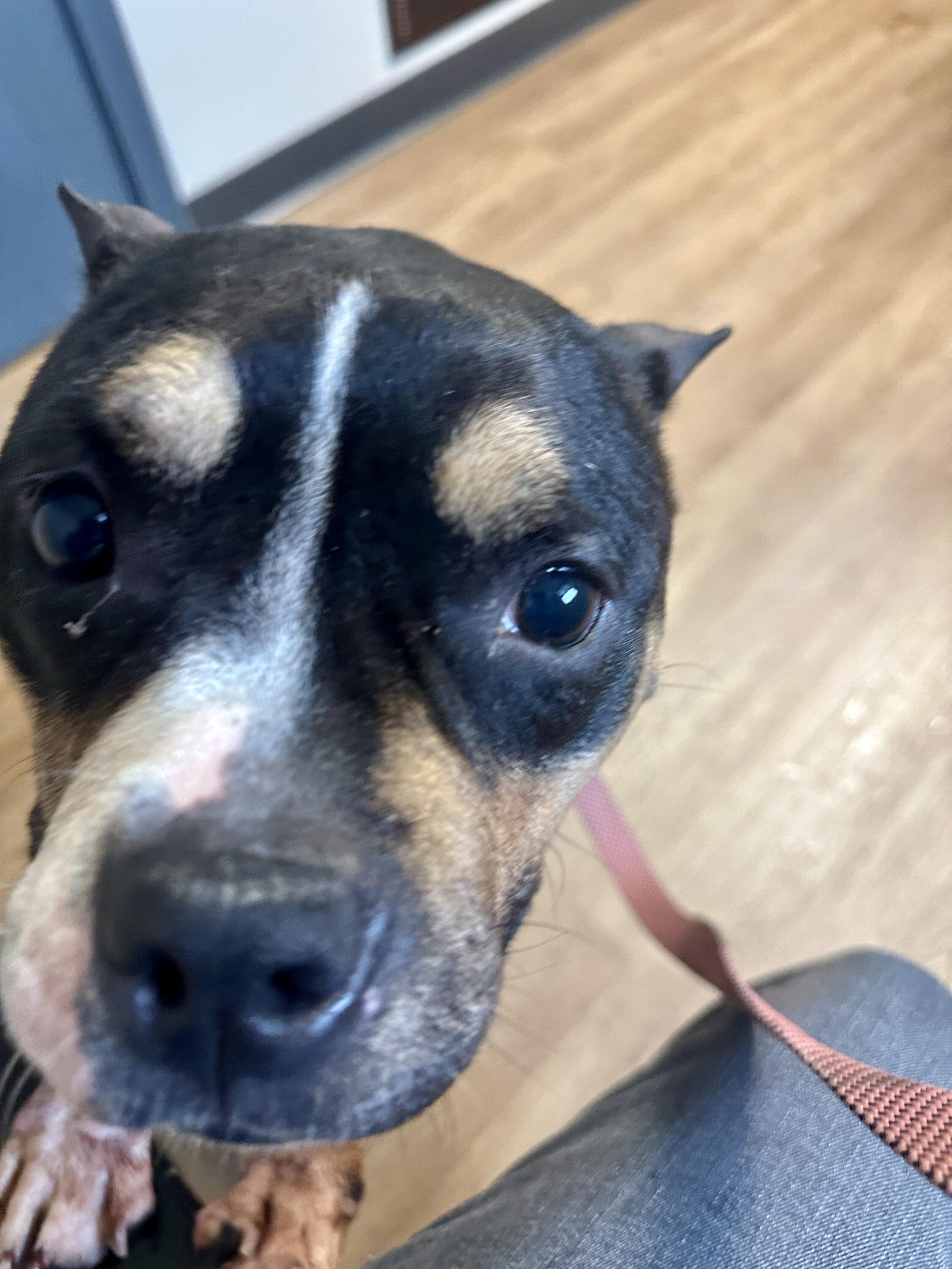 Enlarge Buttons, a Adoptable American Bully in Lyndhurst, OH image 5/5