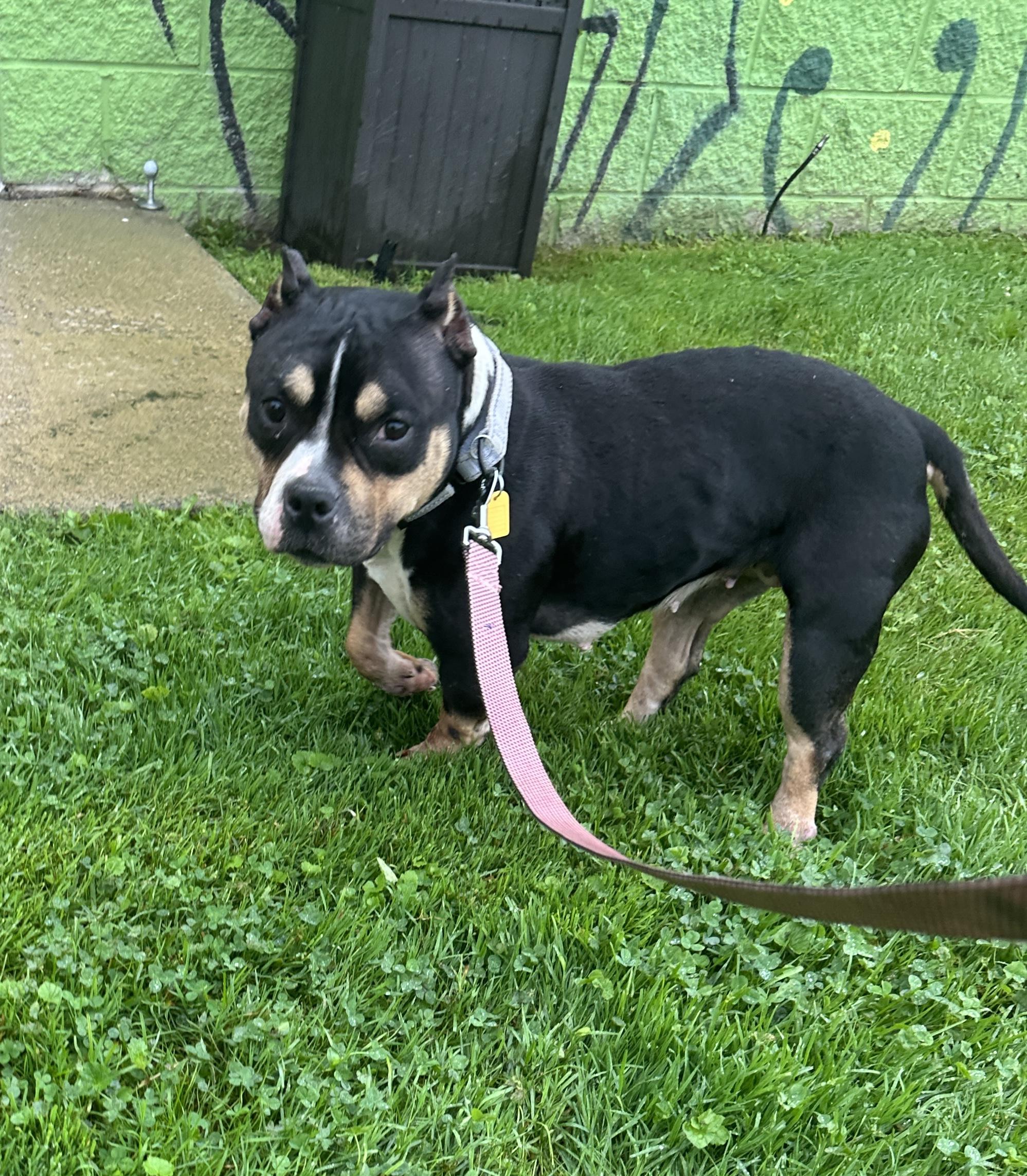 Enlarge Buttons, a Adoptable American Bully in Lyndhurst, OH image 3/5
