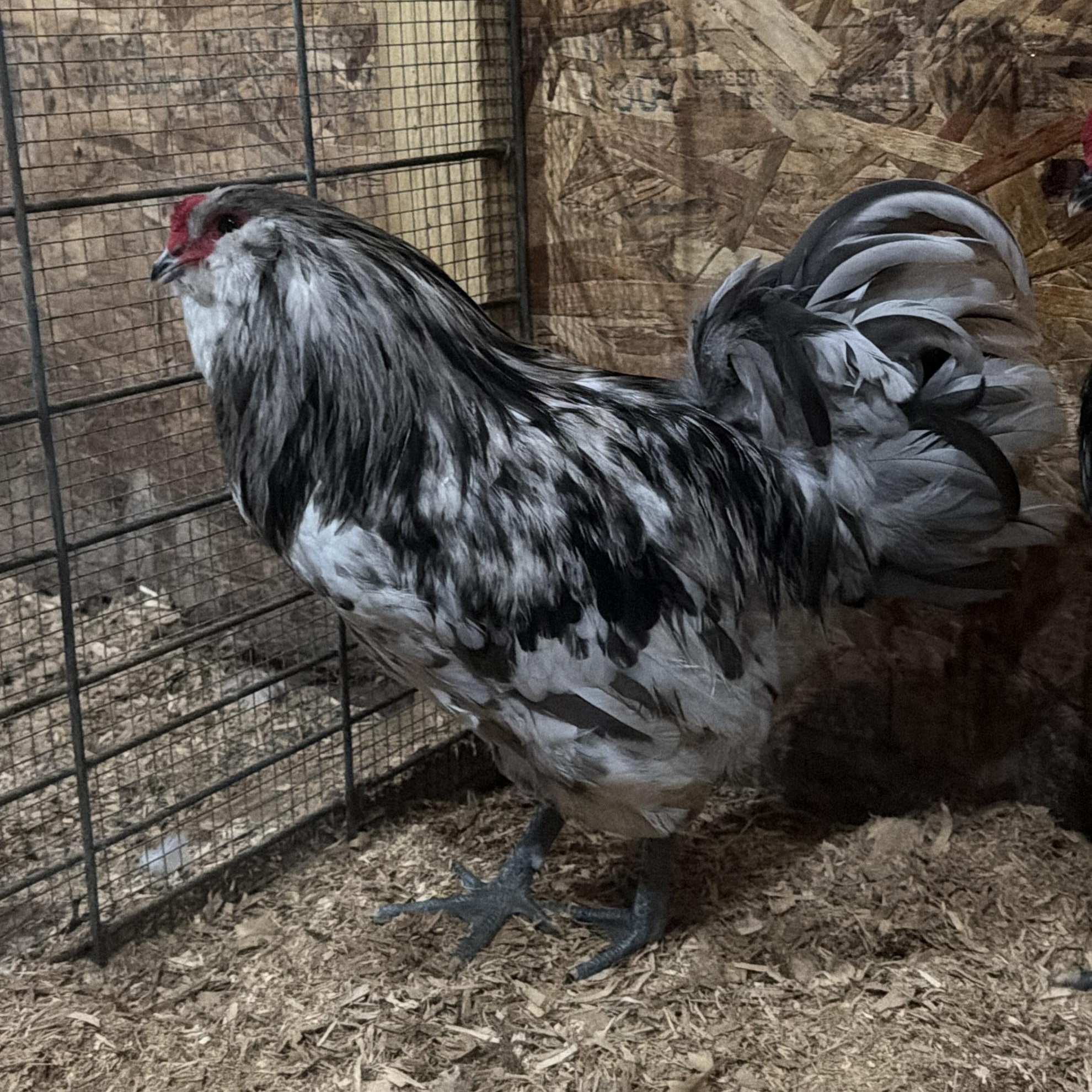 Bunny, adopted, Adult Male Chicken.