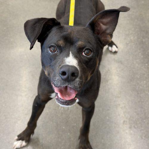 Enlarge Prince, a Adoptable mixed breed in Georgetown, KY image 1/5
