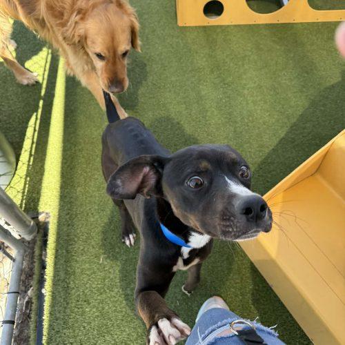 Enlarge Prince, a Adoptable mixed breed in Georgetown, KY image 1/6