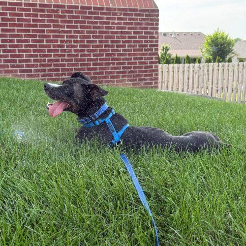 Prince, Adoptable, Adult Male Mixed Breed.