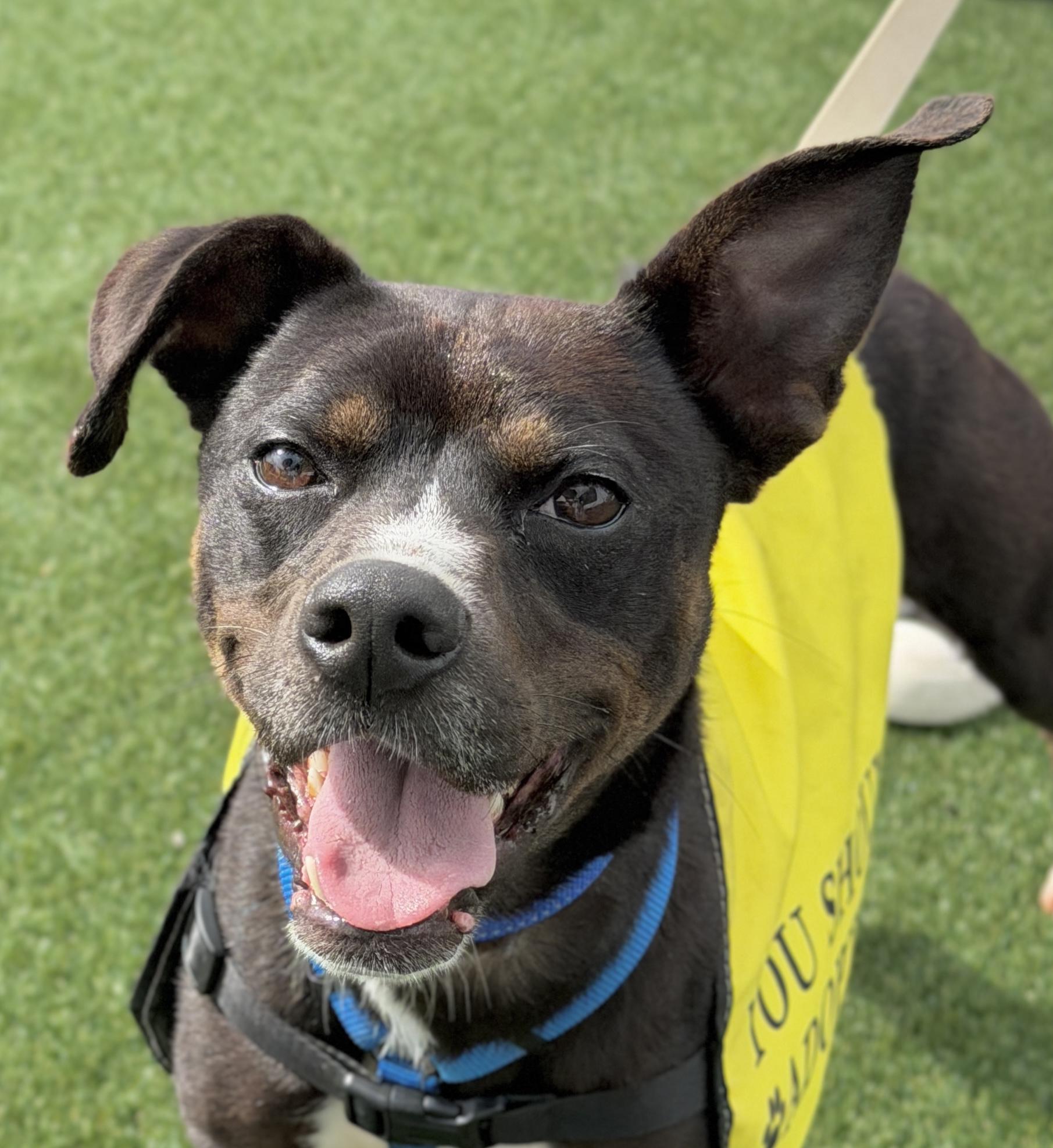 Enlarge Prince, a Adoptable mixed breed in Georgetown, KY image 2/6