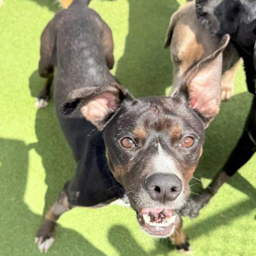 Enlarge Prince, a Adoptable mixed breed in Georgetown, KY image 2/6