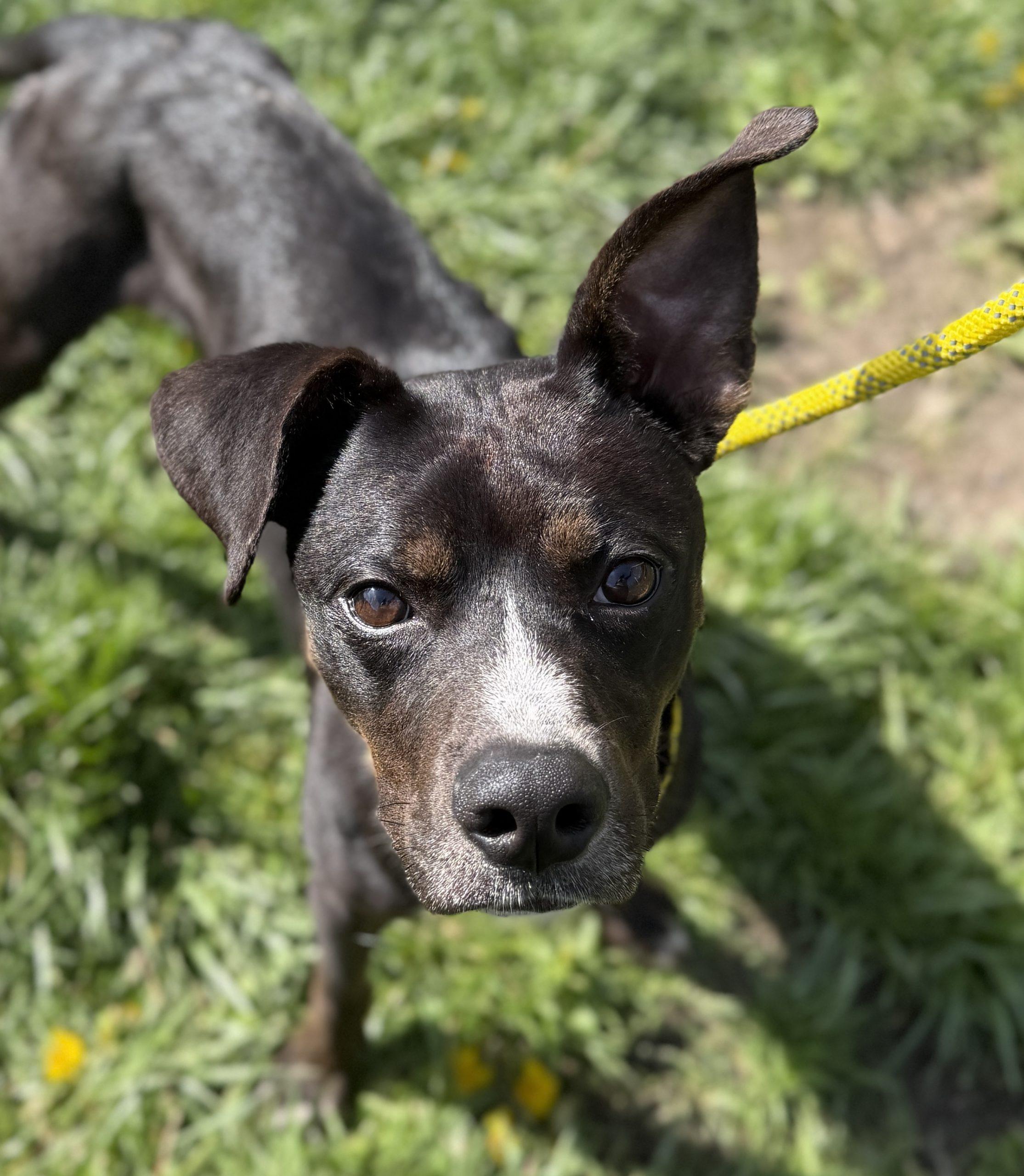 Enlarge Prince, a Adoptable mixed breed in Georgetown, KY image 3/6