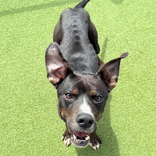 Enlarge Prince, a Adoptable mixed breed in Georgetown, KY image 4/6