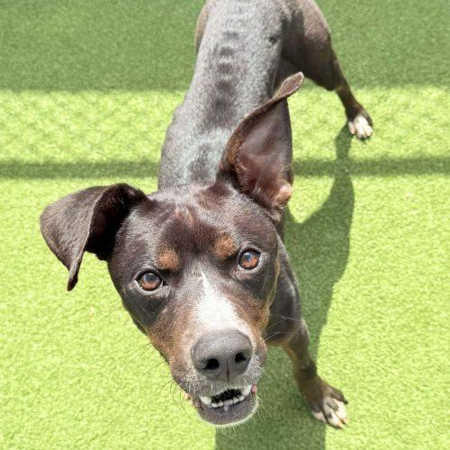 Enlarge Prince, a Adoptable mixed breed in Georgetown, KY image 5/6