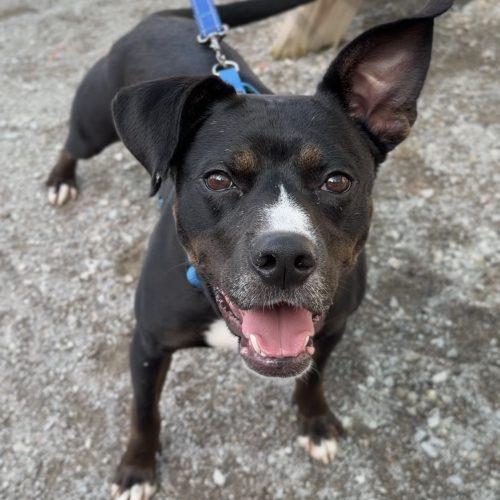 Enlarge Prince, a Adoptable mixed breed in Georgetown, KY image 2/5