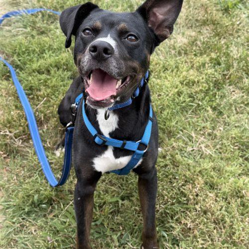 Enlarge Prince, a Adoptable mixed breed in Georgetown, KY image 3/5