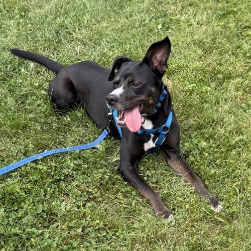Enlarge Prince, a Adoptable mixed breed in Georgetown, KY image 5/5