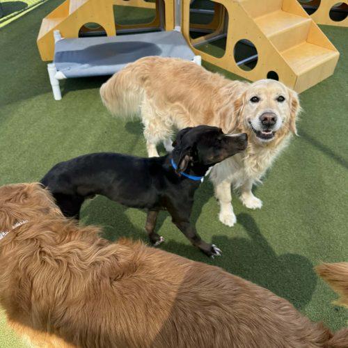 Enlarge Prince, a Adoptable mixed breed in Georgetown, KY image 6/6