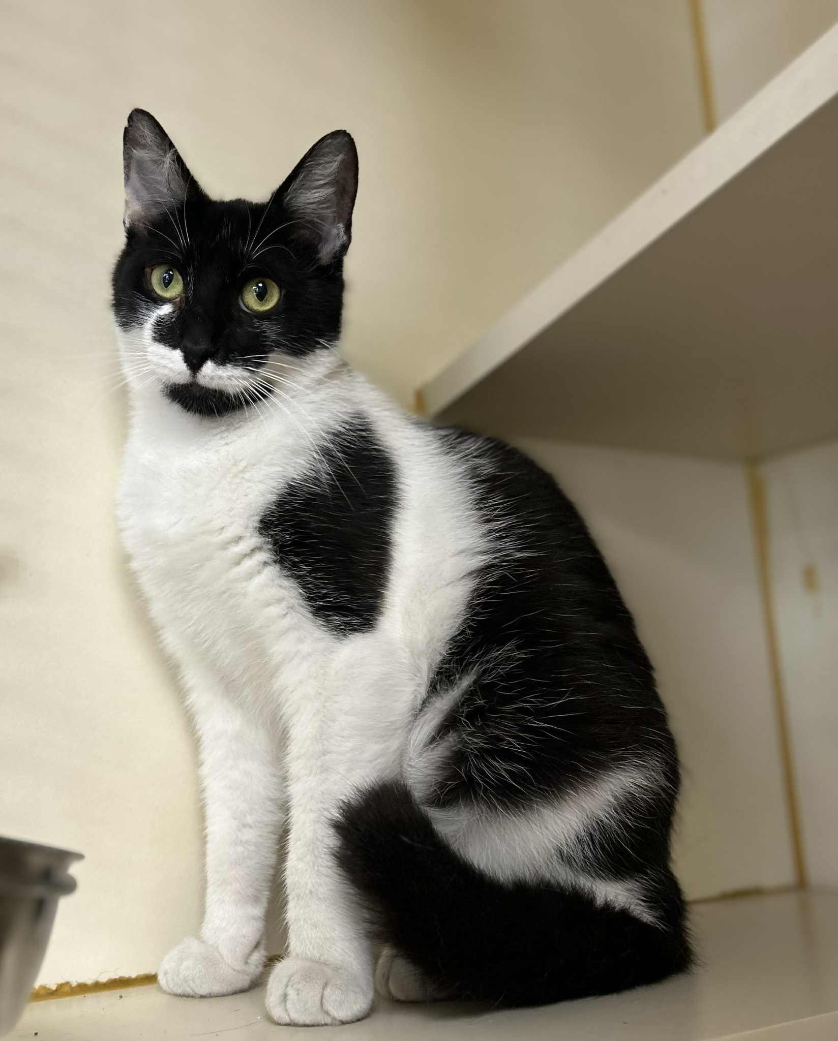 Muffin, Adult Male Tuxedo