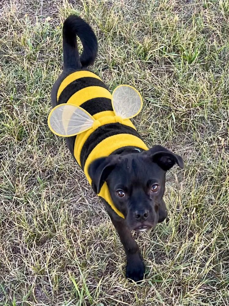 Otto 3, Adoptable, Puppy Male Pug.