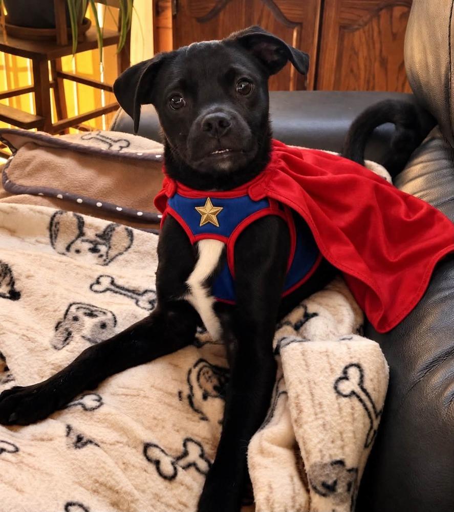 Enlarge Otto 3, a Adoptable mixed breed in Parker, CO image 2/3