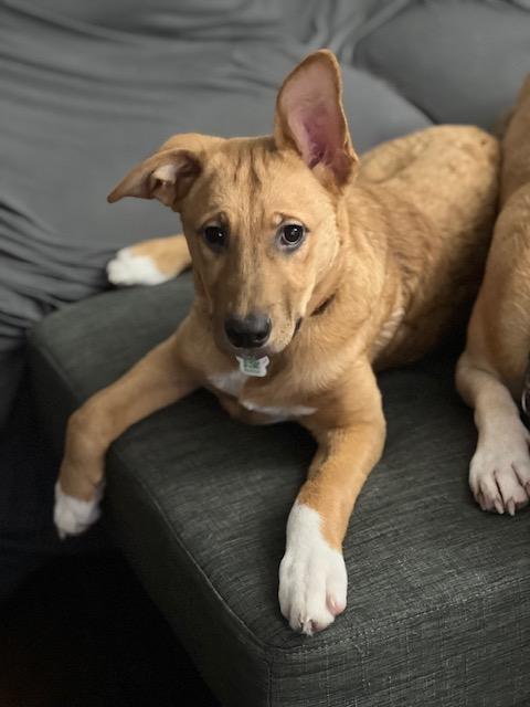 Enlarge Sox, a ADOPTABLE mixed breed in Appin, ON image 4/6