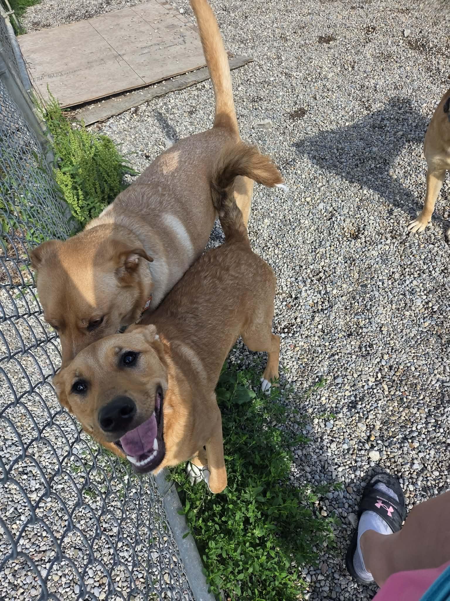 Enlarge Sox, an adoptable mixed breed in Appin, ON image 3/5
