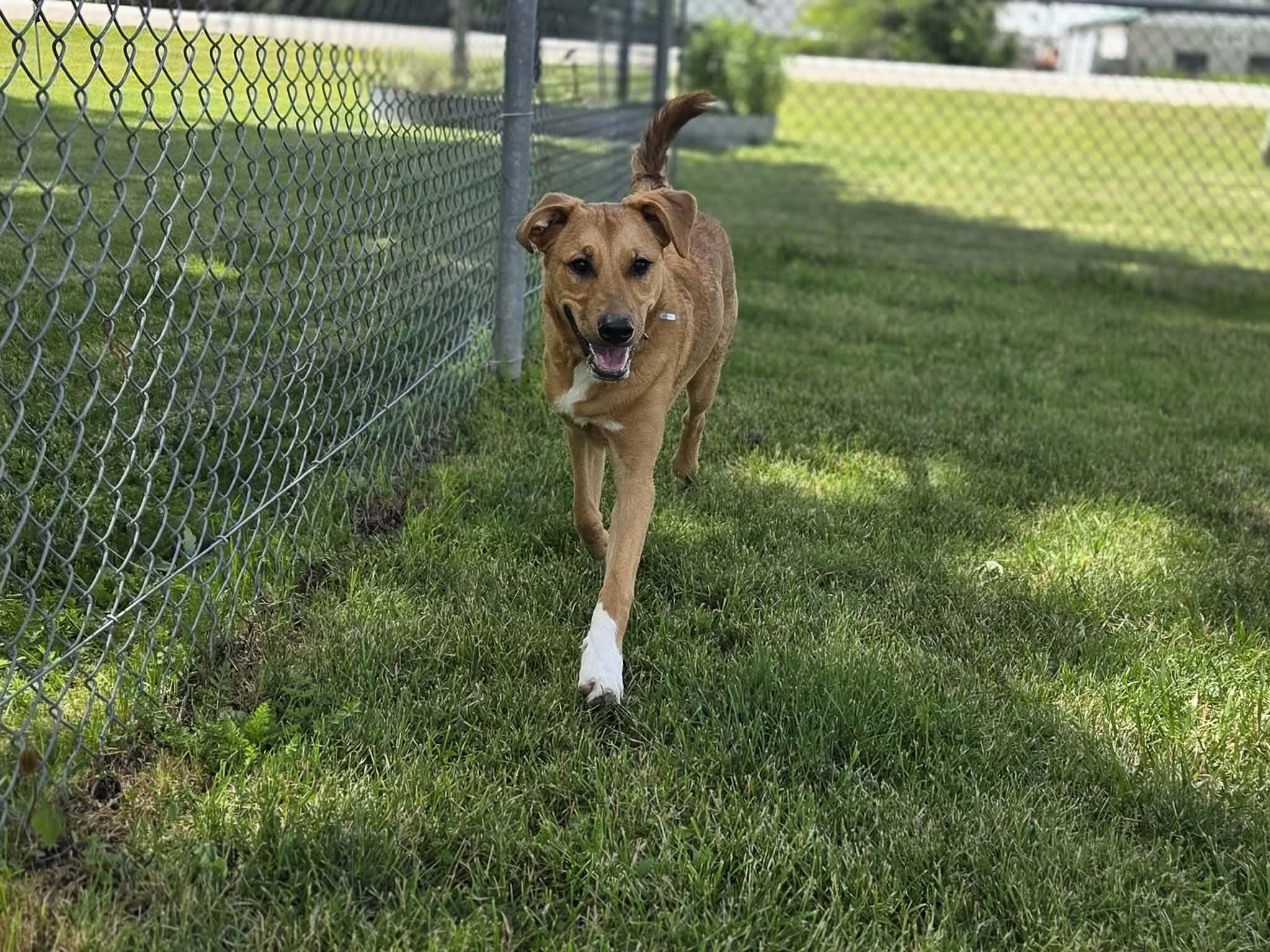 Enlarge Sox, an adoptable mixed breed in Appin, ON image 4/5