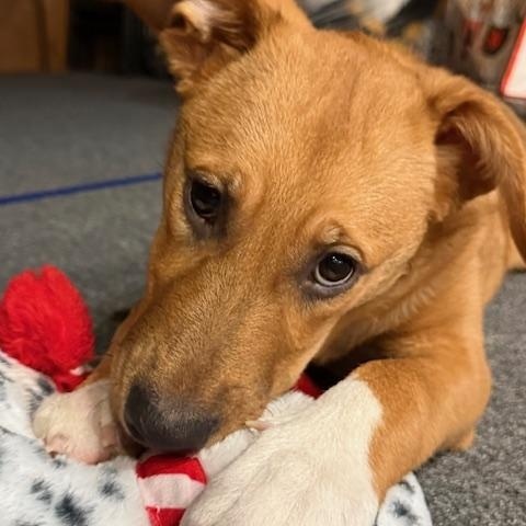 Enlarge Sox, a ADOPTABLE mixed breed in Appin, ON image 2/6