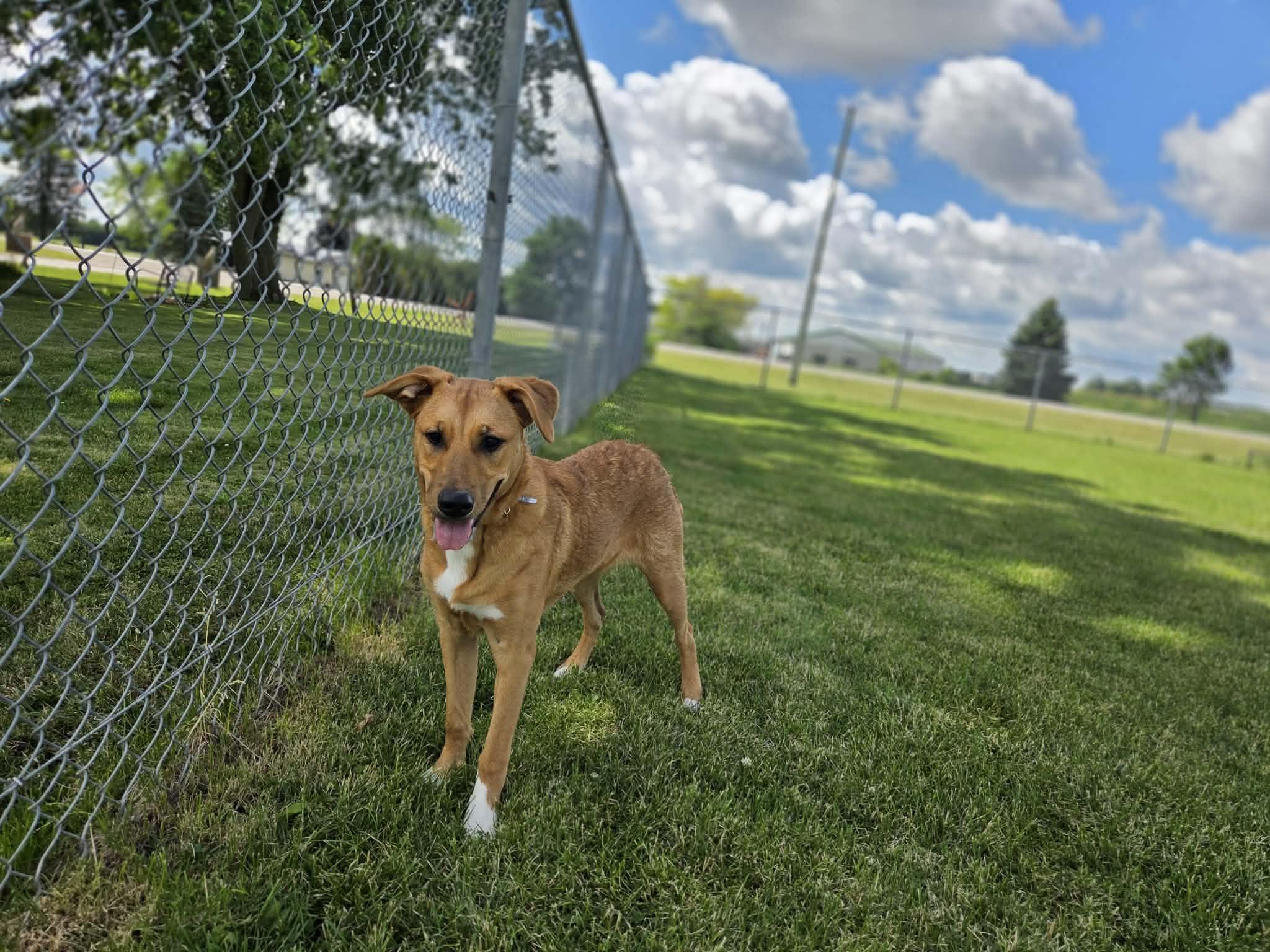 Enlarge Sox, an adoptable mixed breed in Appin, ON image 5/5
