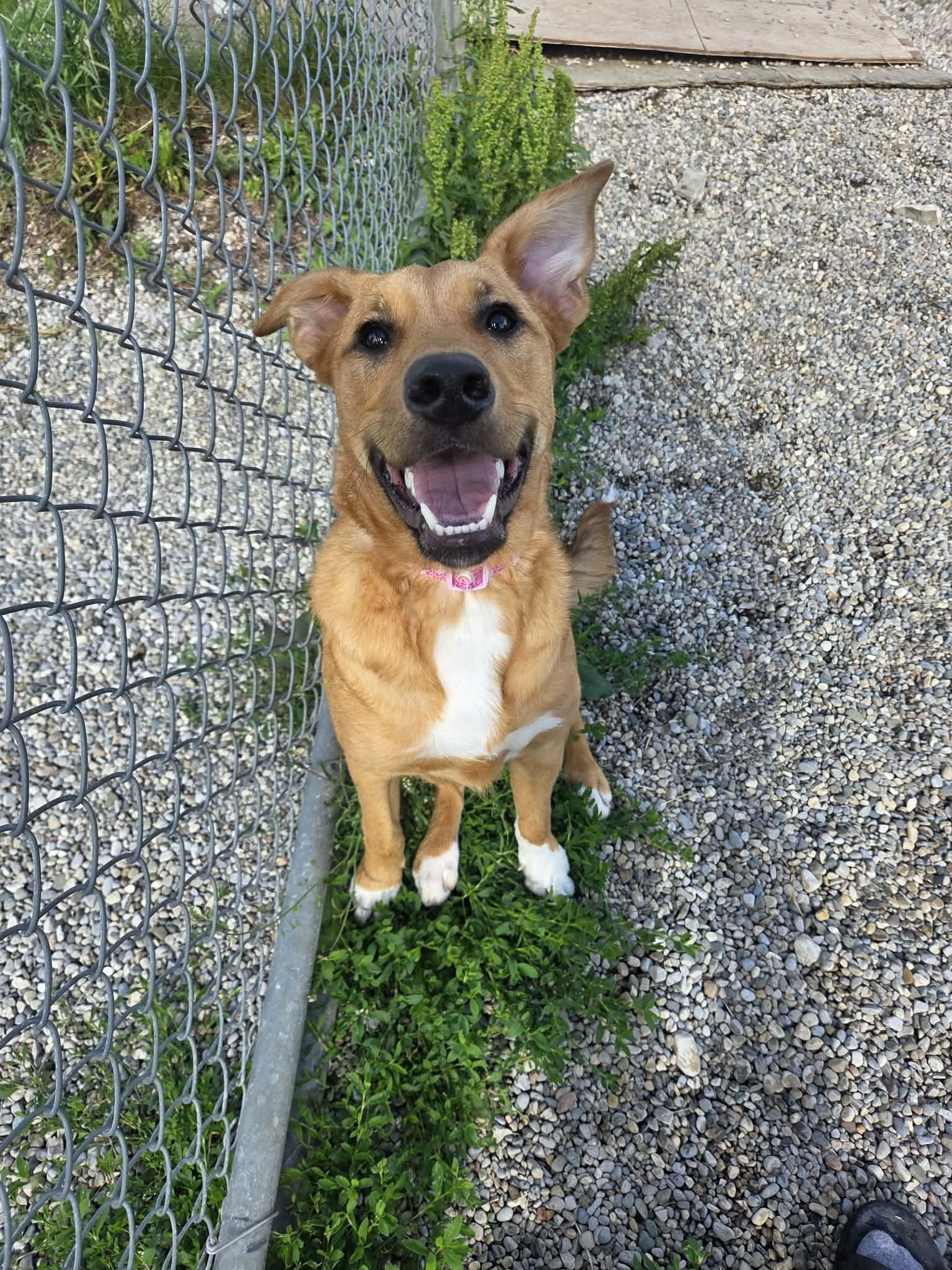 Enlarge Sox, an adoptable mixed breed in Appin, ON image 2/5