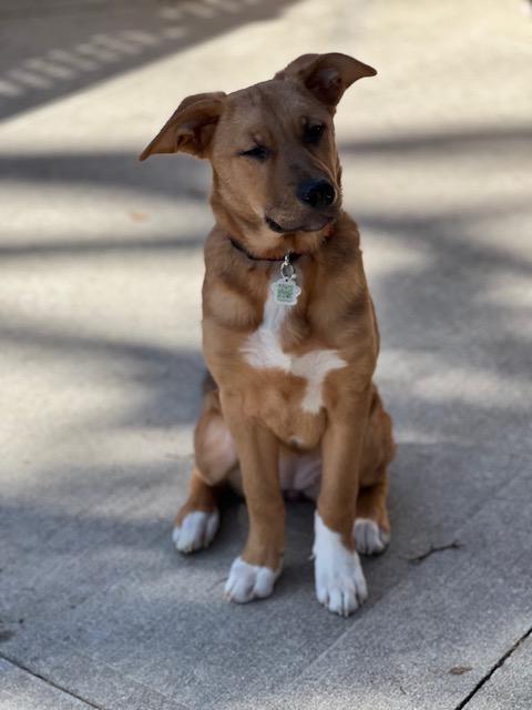 Enlarge Sox, a ADOPTABLE mixed breed in Appin, ON image 6/6