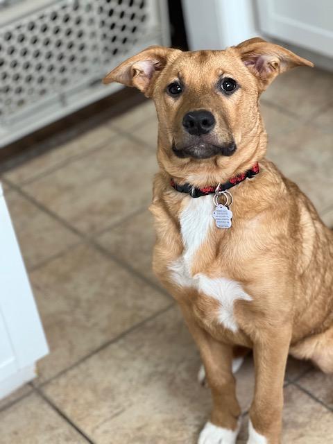 Sox, ADOPTABLE, Puppy Female Anatolian Shepherd & Labrador Retriever.