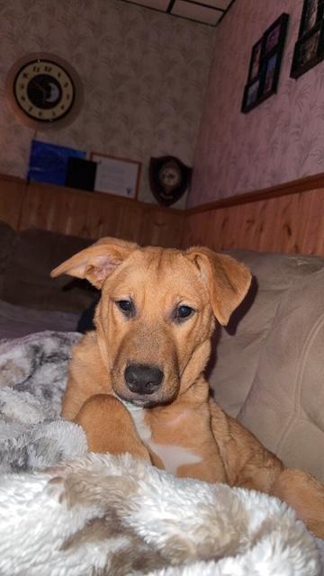 Enlarge Sox, a ADOPTABLE mixed breed in Appin, ON image 5/6