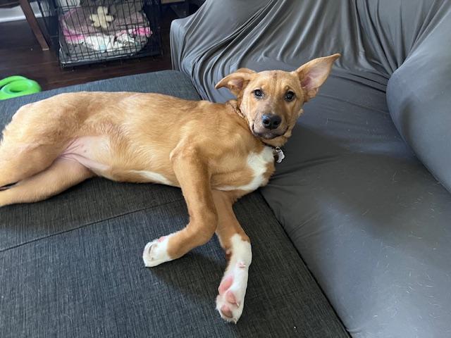 Enlarge Sox, a ADOPTABLE mixed breed in Appin, ON image 3/6