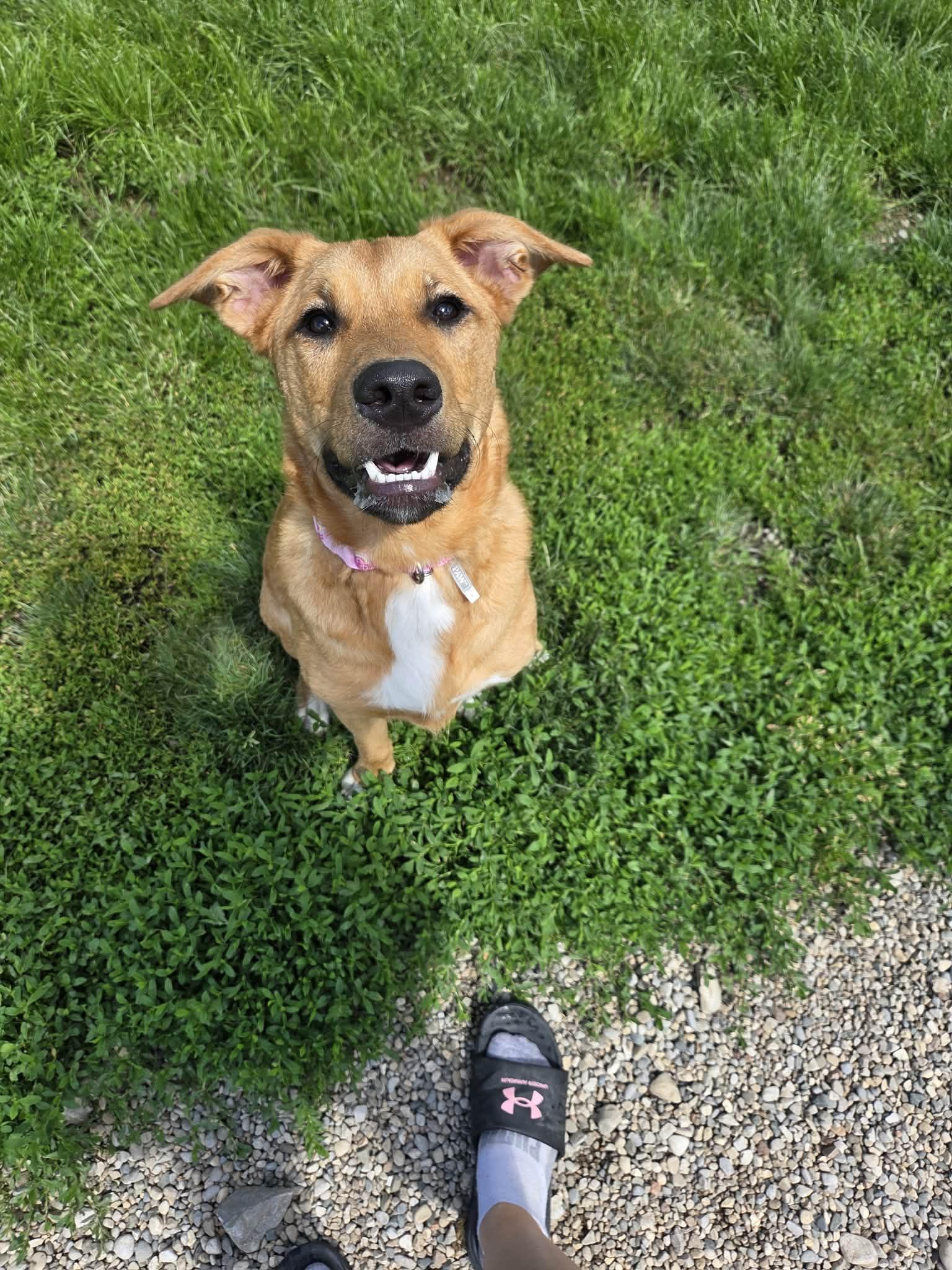 Enlarge Sox, an adoptable mixed breed in Appin, ON image 1/5