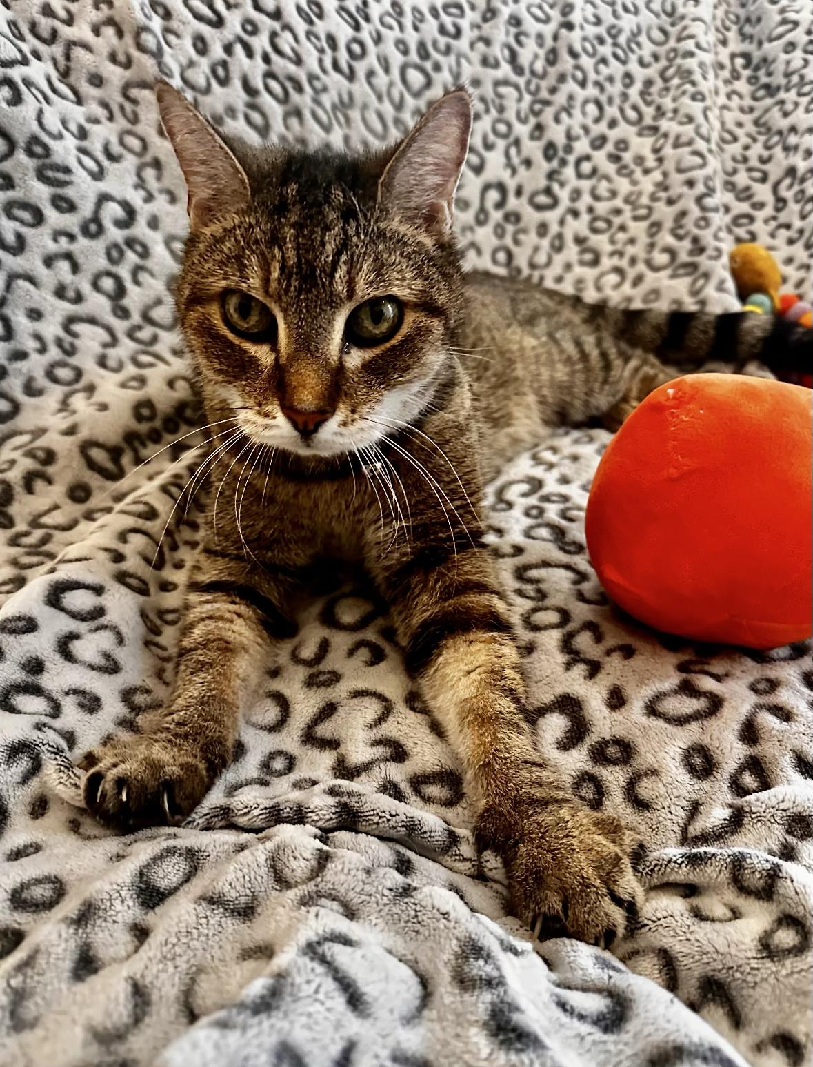 Enlarge Bart, a Adoptable Domestic Short Hair in Denver, CO image 3/6