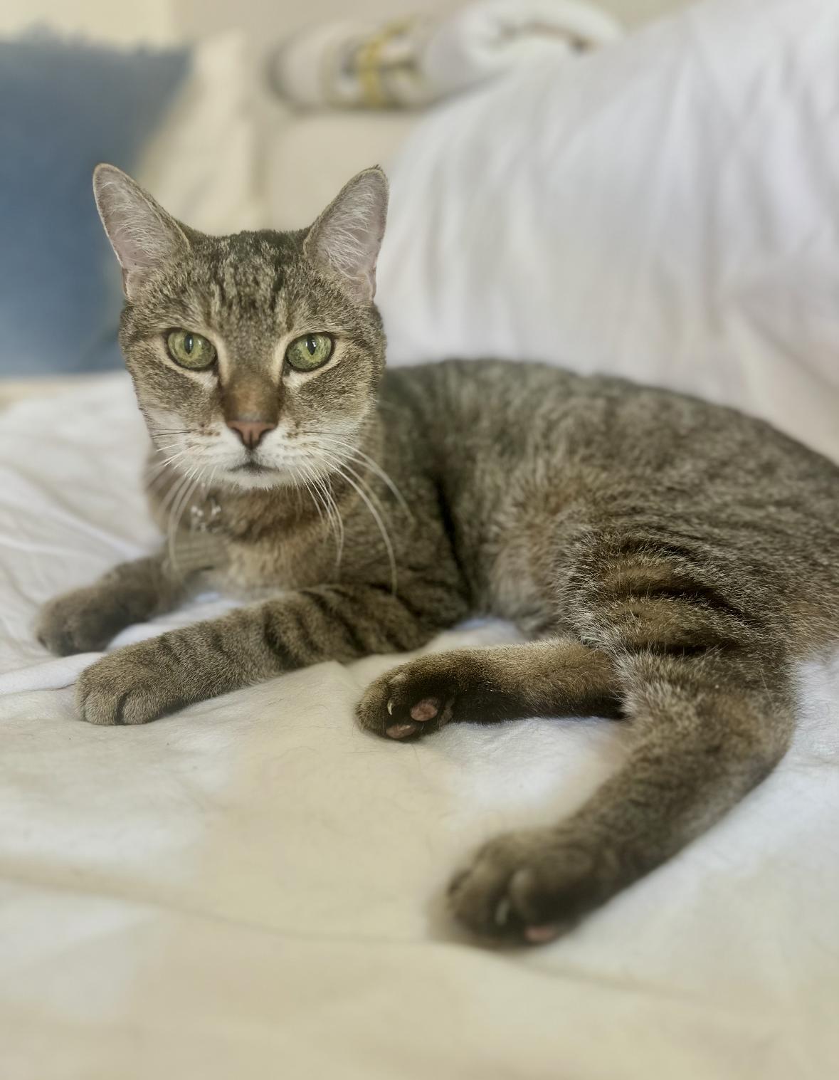 Enlarge Bart, a Adoptable Domestic Short Hair in Denver, CO image 5/6