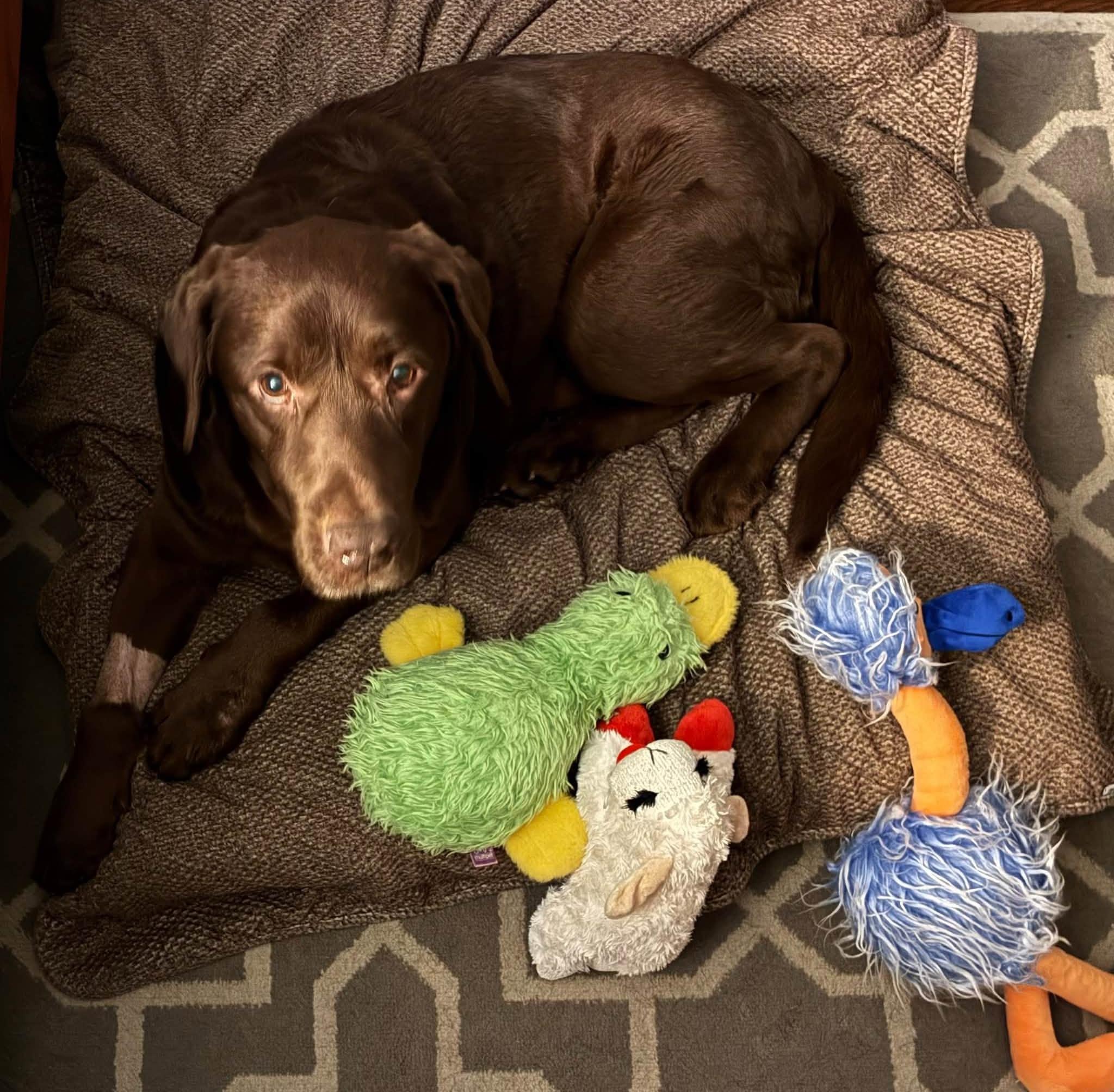 Enlarge Clyde, a Adoptable Chocolate Labrador Retriever in Medina, OH image 4/6