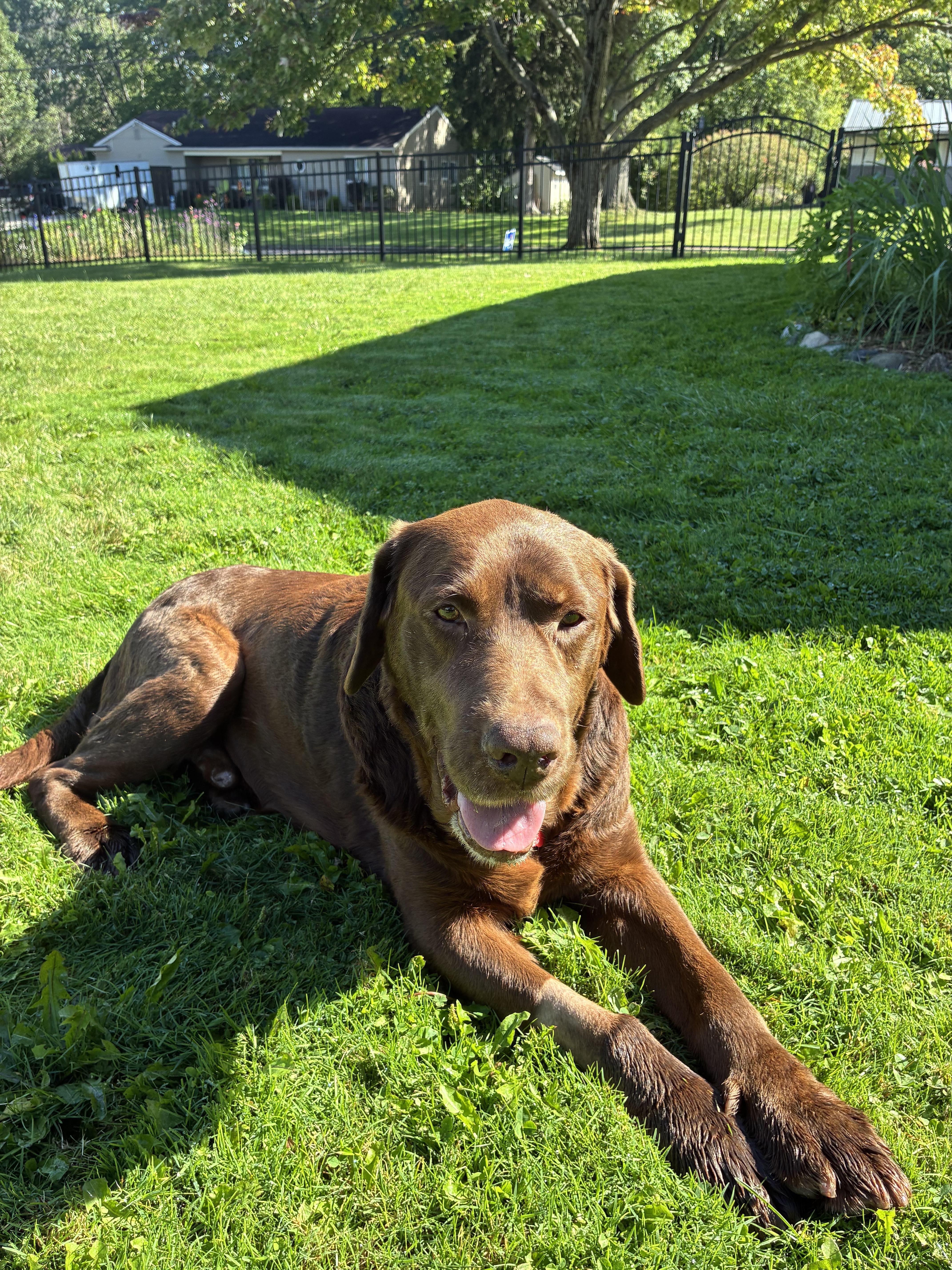 Enlarge Clyde, a Adoptable Chocolate Labrador Retriever in Medina, OH image 3/6