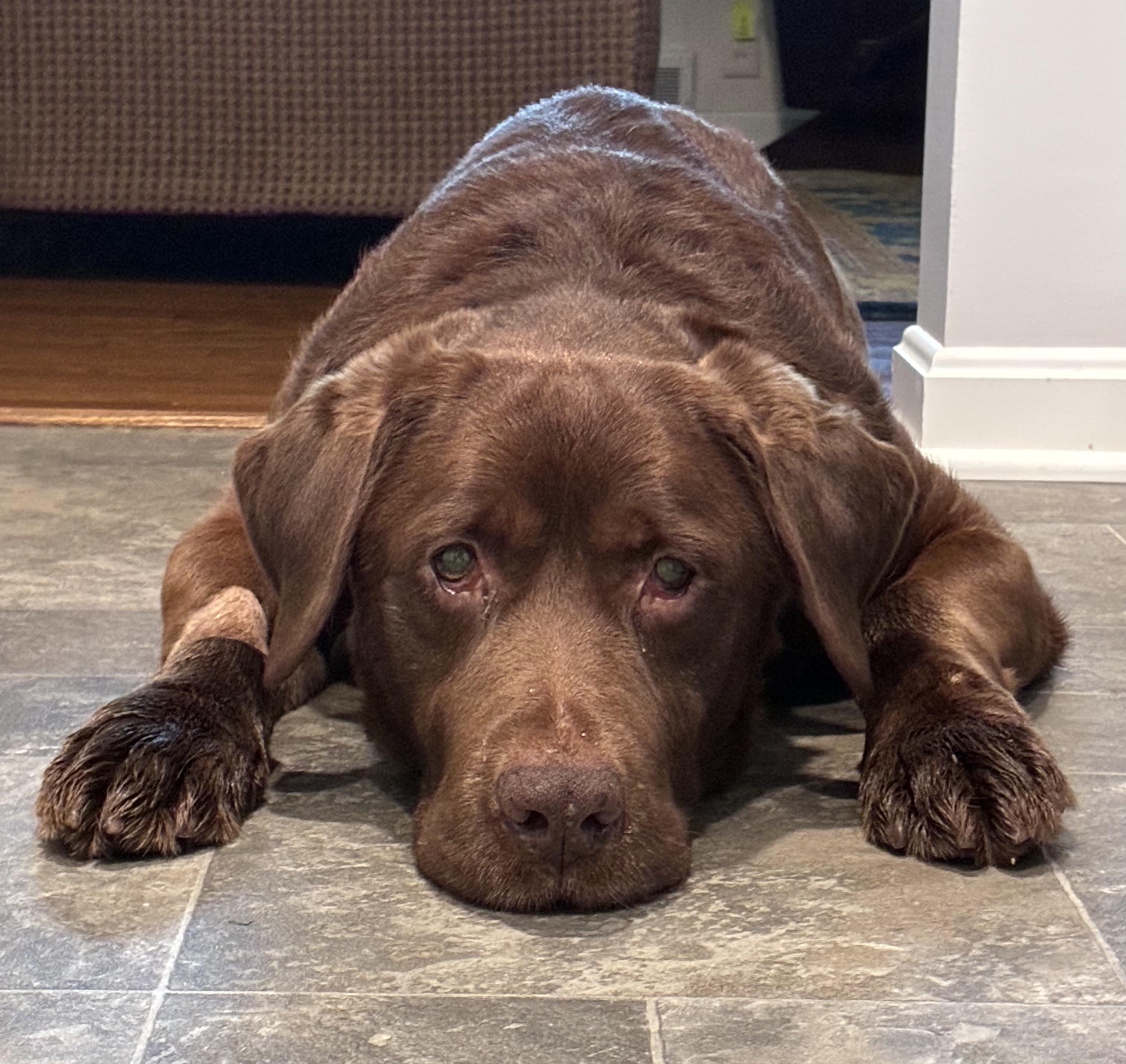 Clyde, Adoptable, Senior Male Chocolate Labrador Retriever.