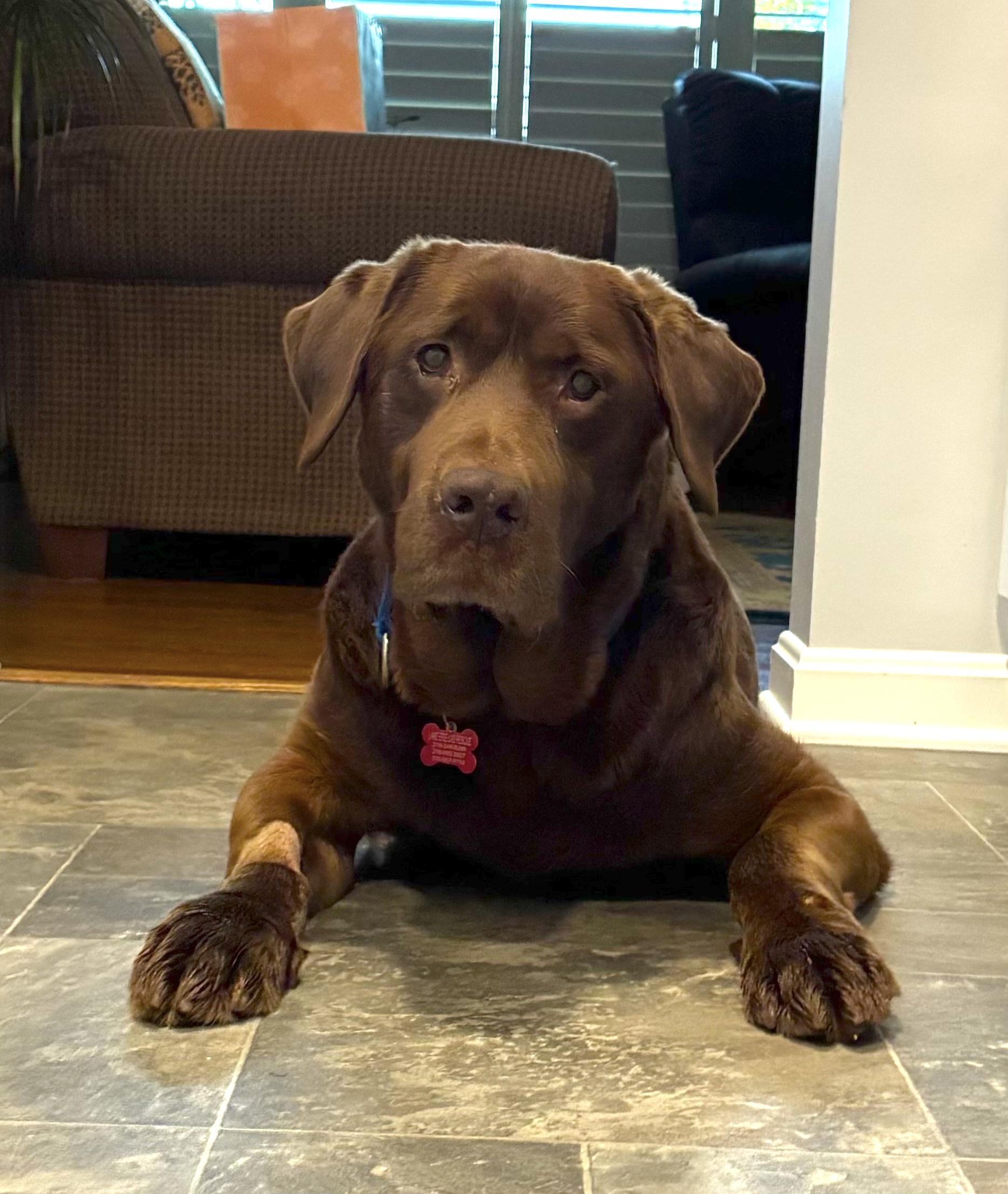 Enlarge Clyde, a Adoptable Chocolate Labrador Retriever in Medina, OH image 2/6