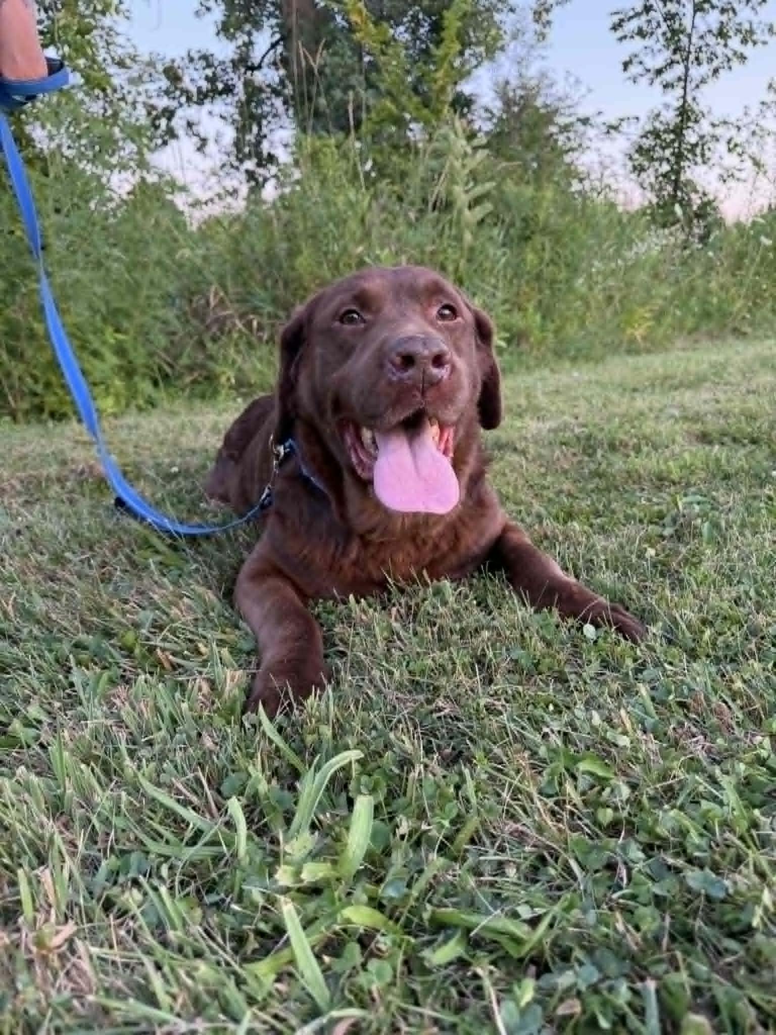 Clyde-Not Accepting Applications, a ADOPTABLE Chocolate Labrador Retriever in Medina, OH image 4/6