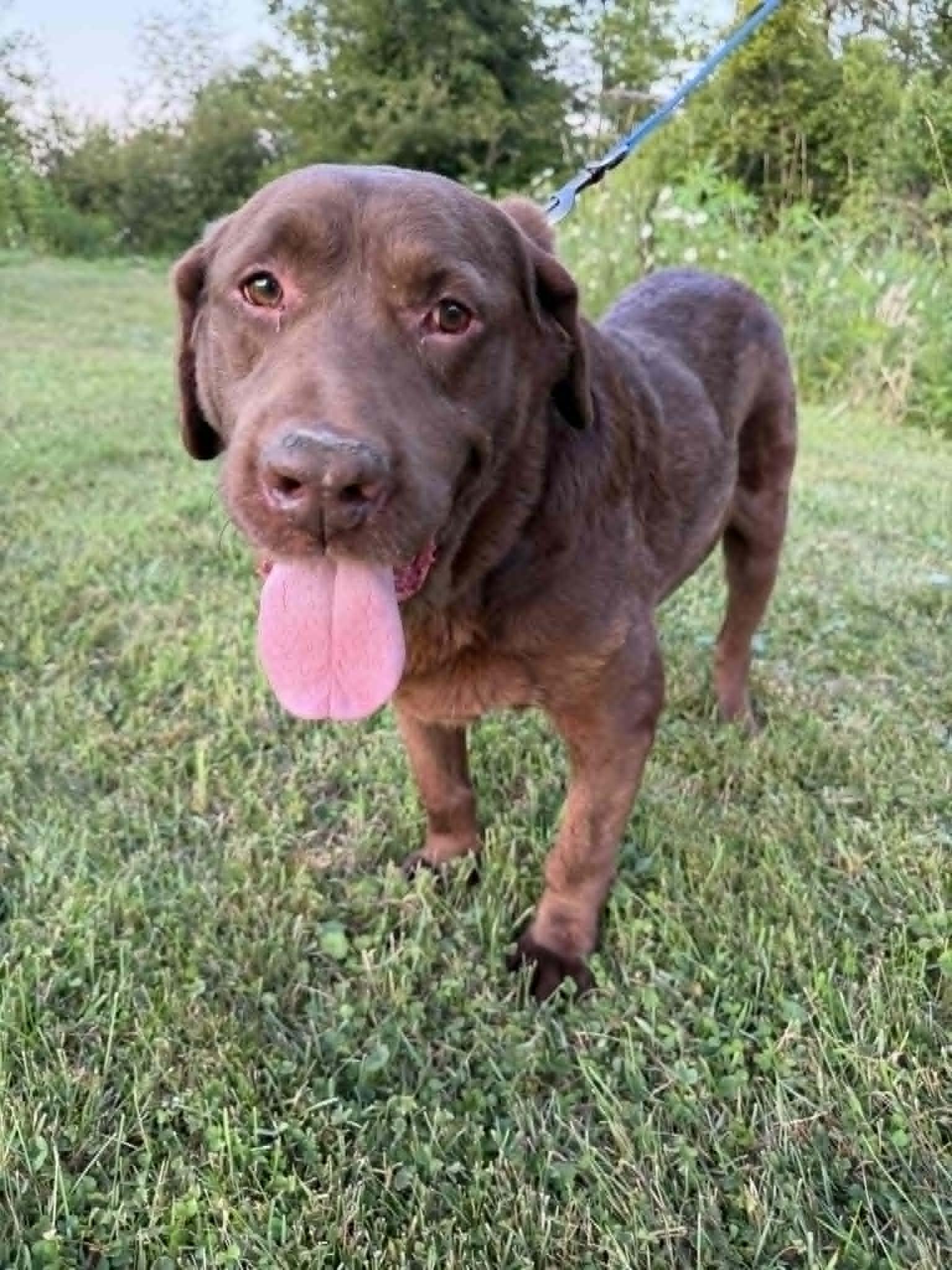 Clyde-Not Accepting Applications, ADOPTABLE, Senior Male Chocolate Labrador Retriever.