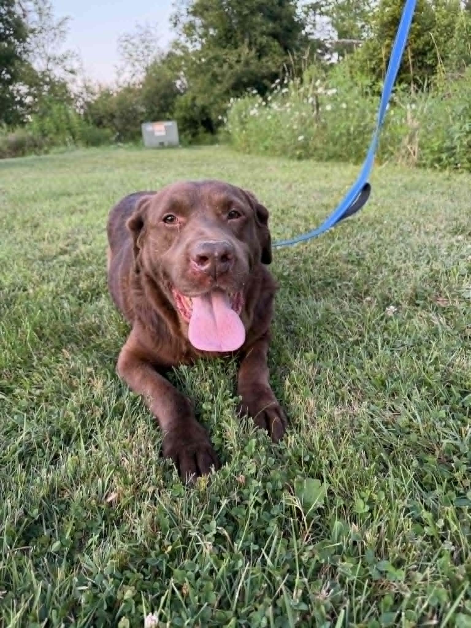 Clyde-Not Accepting Applications, a ADOPTABLE Chocolate Labrador Retriever in Medina, OH image 2/6
