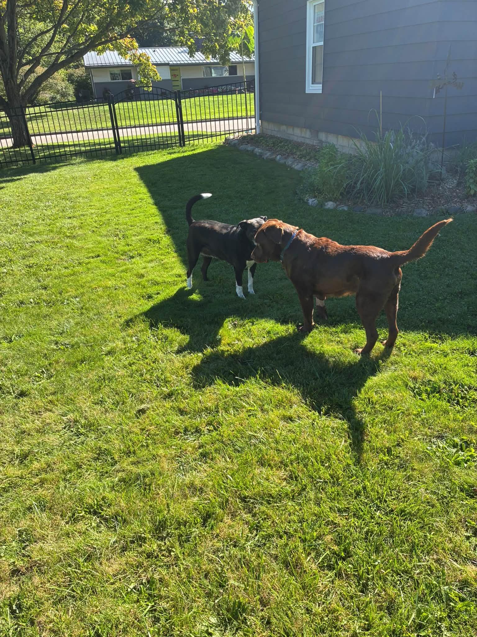 Enlarge Clyde, a Adoptable Chocolate Labrador Retriever in Medina, OH image 6/6