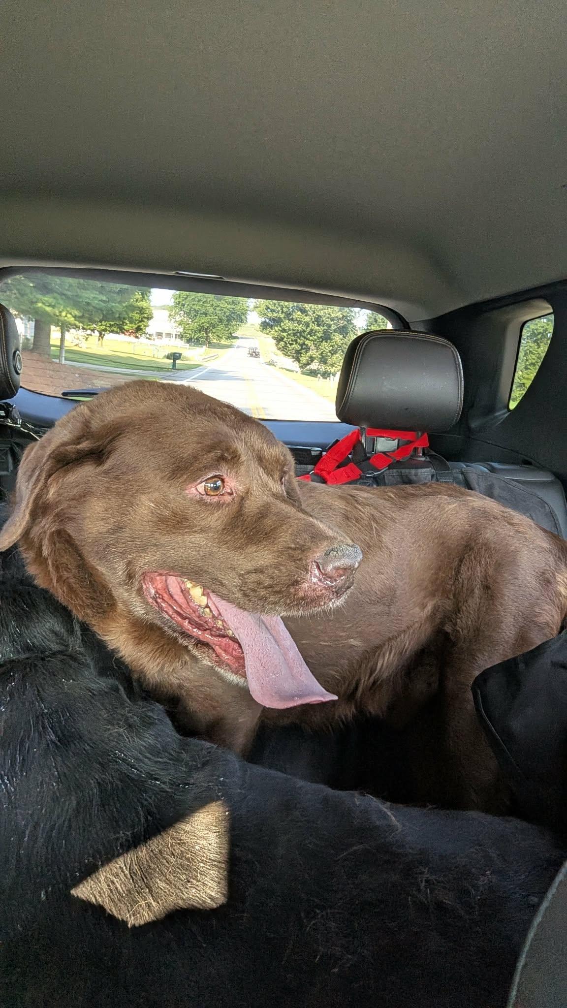 Clyde-Not Accepting Applications, a ADOPTABLE Chocolate Labrador Retriever in Medina, OH image 6/6