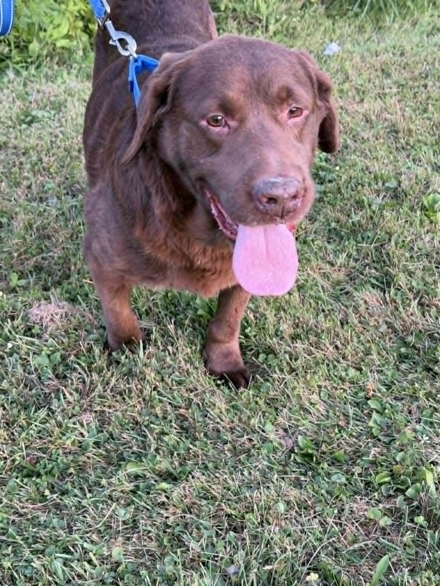 Clyde-Not Accepting Applications, a ADOPTABLE Chocolate Labrador Retriever in Medina, OH image 5/6