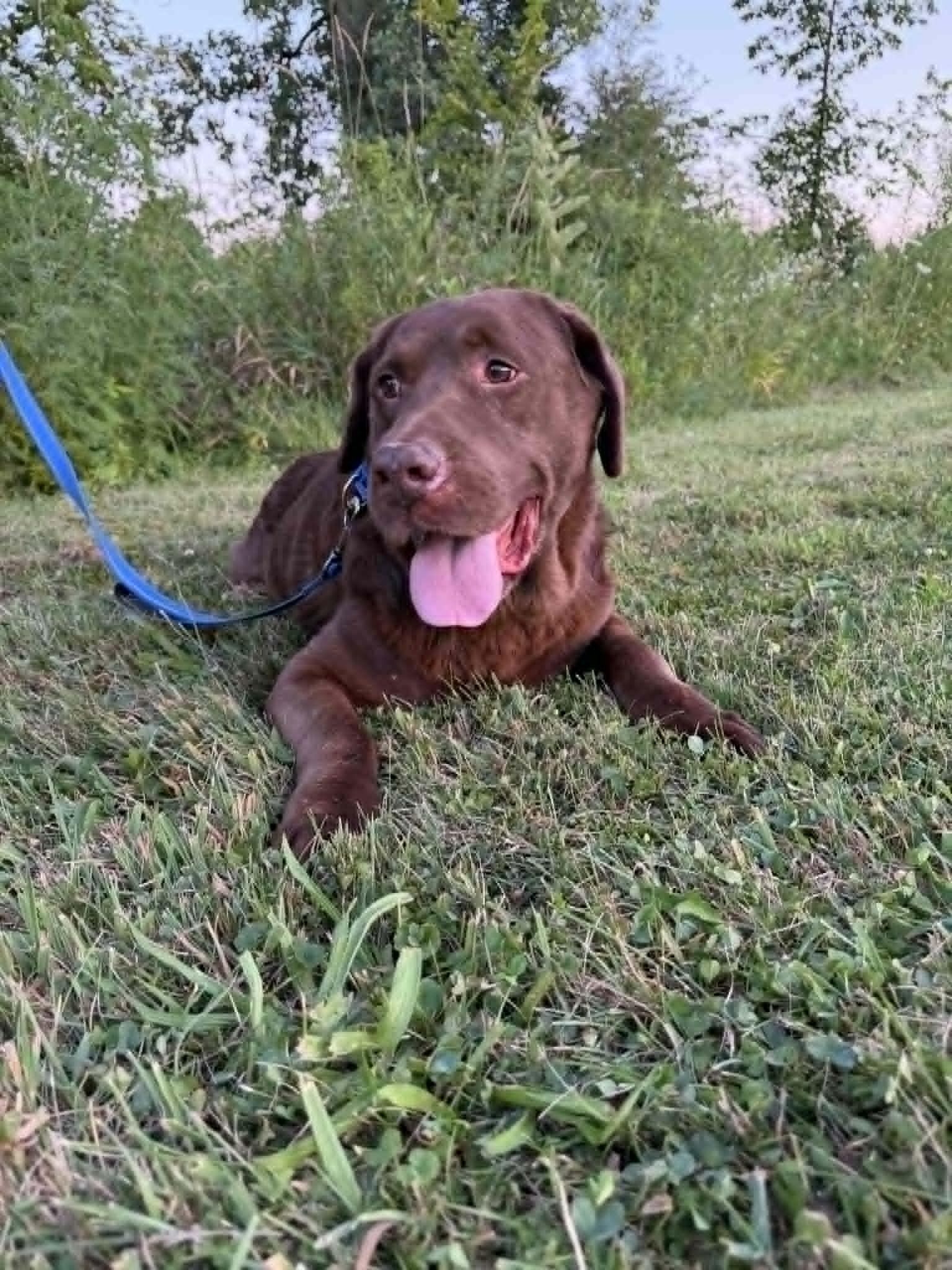 Clyde-Not Accepting Applications, a ADOPTABLE Chocolate Labrador Retriever in Medina, OH image 3/6