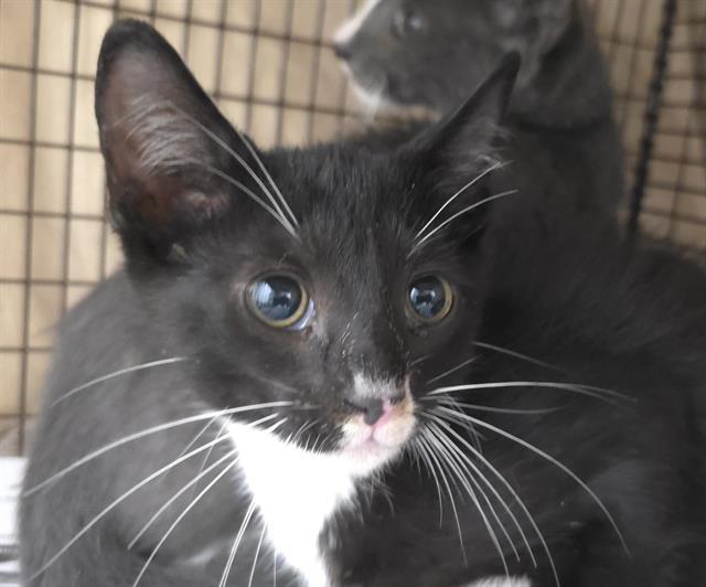 A2433035, Adoptable, Young Male Domestic Short Hair.