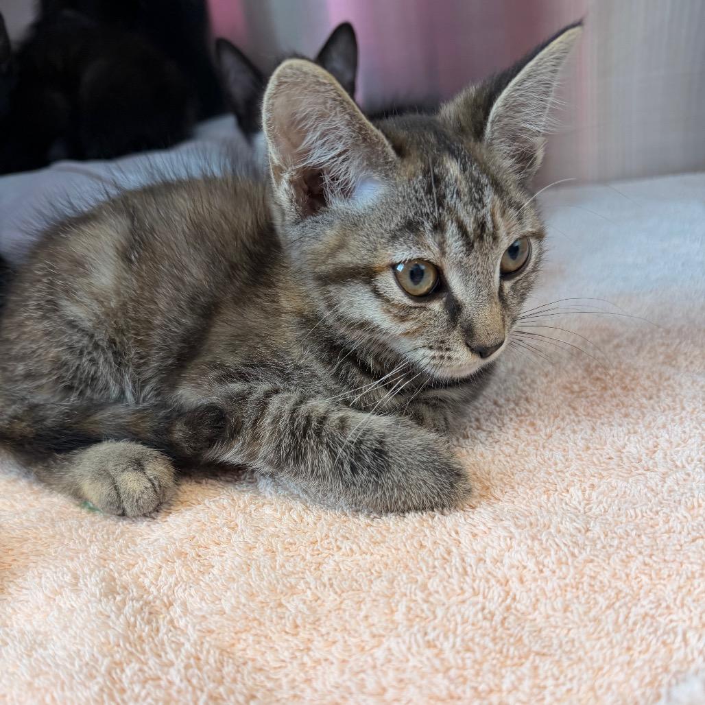 Zucchini, Adoptable, Kitten Female Domestic Short Hair & Domestic Short Hair.