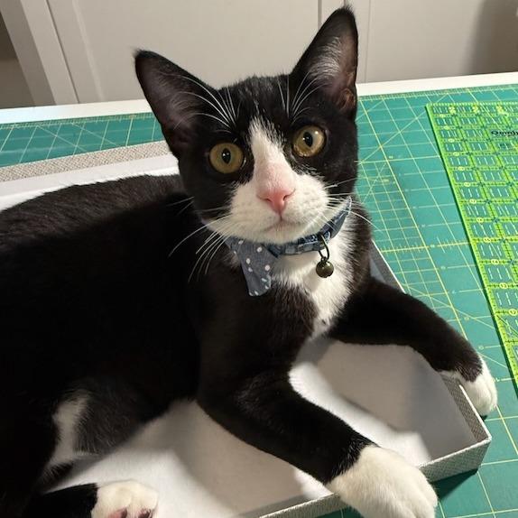 Enlarge DJ, a Adoptable Domestic Short Hair in Pleasanton, CA image 2/5