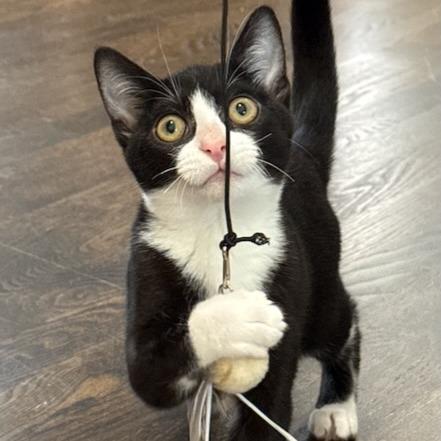 Enlarge DJ, a Adoptable Domestic Short Hair in Pleasanton, CA image 3/5