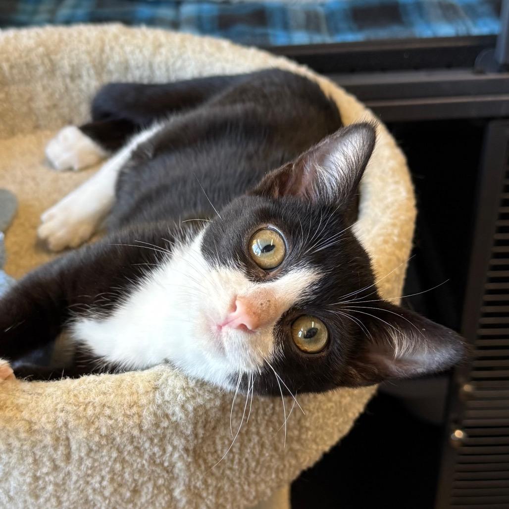 Enlarge DJ, a Adoptable Domestic Short Hair in Pleasanton, CA image 4/5