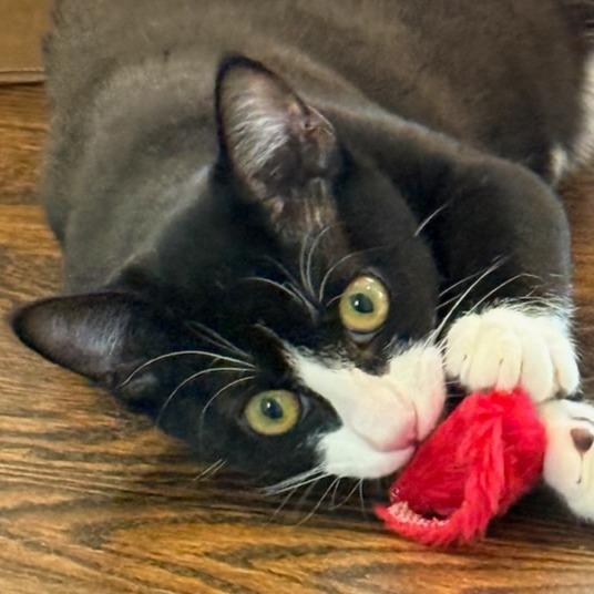 Enlarge DJ, a Adoptable Domestic Short Hair in Pleasanton, CA image 5/5