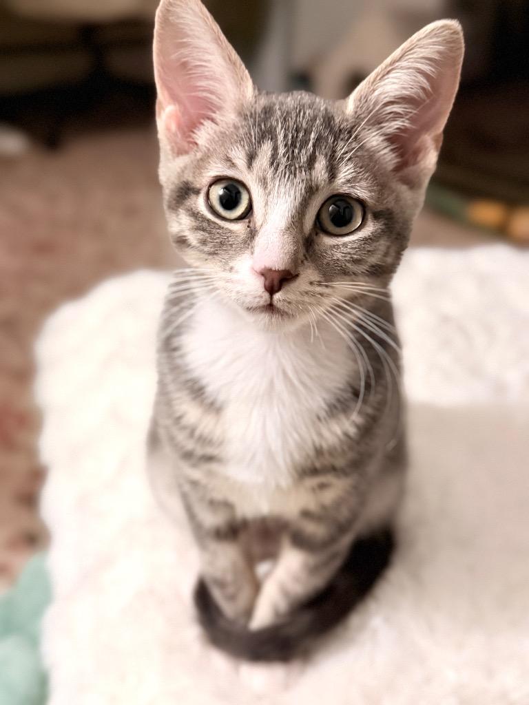 Olive, Adopted, Kitten Female Domestic Short Hair.